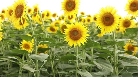 Sunflower field in summer the sun Stock Footage 162323057