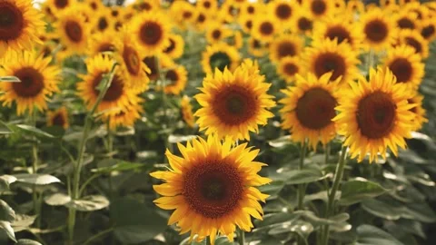 Sunflower field in summer the sun Stock Footage 162323103