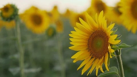 Sunflower field in summer at sunset Stock Footage 107743889