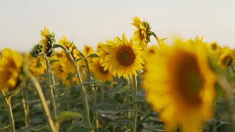 Sunflower field in summer at sunset Stock Footage 107743954