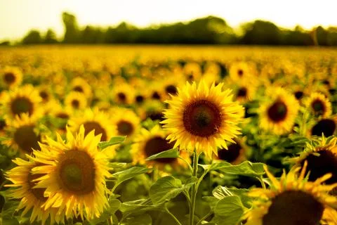Sunflower field in summer at sunset Stock Photos
