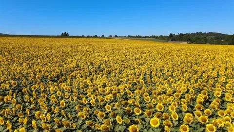 Sunflower field summer time Stock-Footage 272181482