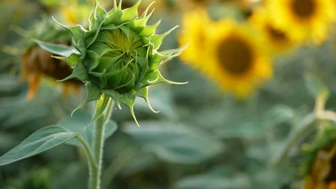 Sunflower on the field in the summer, under the bright sun. Stock Footage 121509013