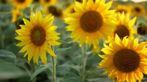 Sunflower on the field in the summer, under the bright sun. Stock Footage 121509064