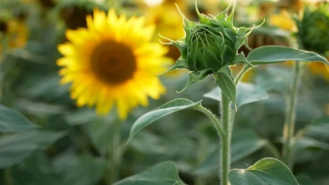 Sunflower on the field in the summer, under the bright sun. Stock Footage 121509092
