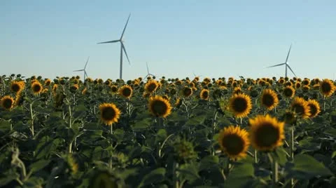 Sunflower Field in Summer, Wind Energy, Power Turbine, Renewable, Sustainable Stock Footage 12459984