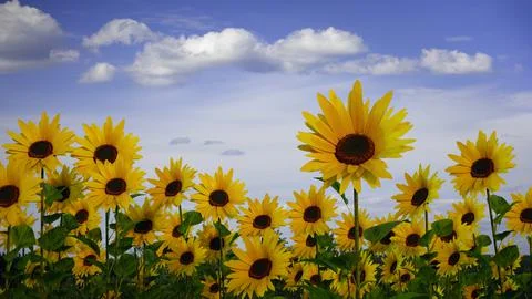 Sunflower field in sun light clouds sky big yellow flowers 3D illustration Illustrazione stock