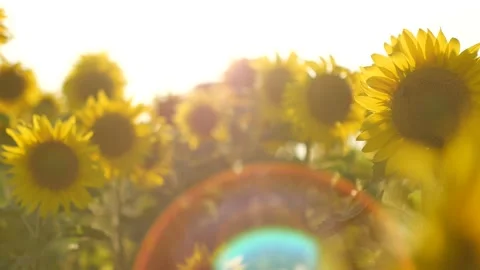 Sunflower field sunflower Stock Footage 162318482