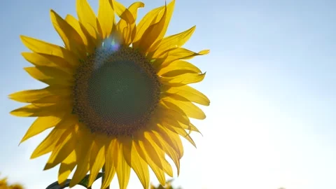 Sunflower field sunflower oil production atmospheric background at sunset Stock Footage