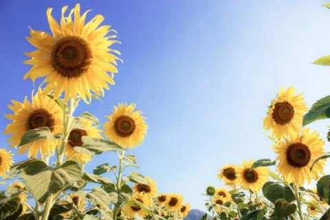Sunflower in field with sunlight. Stock Photos