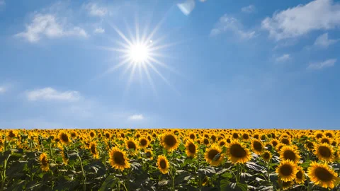 Sunflower field at the sunny day Video stock 331002091