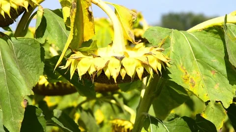 Sunflower field on a sunny summer day Vidéo 339765331
