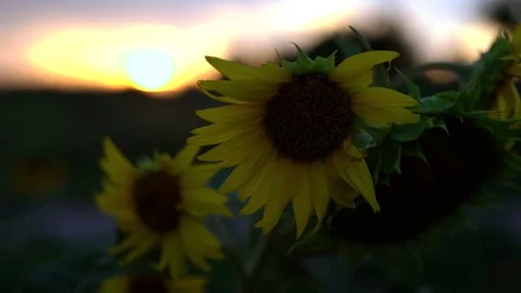 Sunflower field at sunrise Stock Footage 77979298
