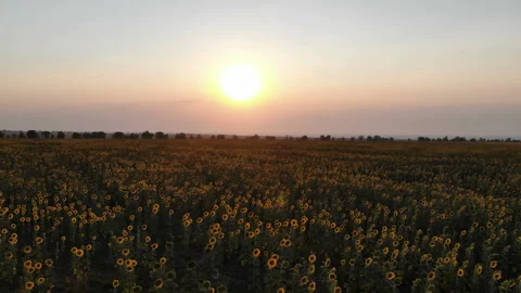 Sunflower Field At Sunrise Stock Footage 95677582