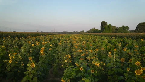 Sunflower Field at Sunrise Stock Footage