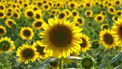 Sunflower Field at Sunset in Akeno, Hokuto, Yamanashi, Japan Stock Footage 342017553