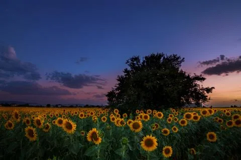Sunflower field at sunset and dramatic sky Stock Photos