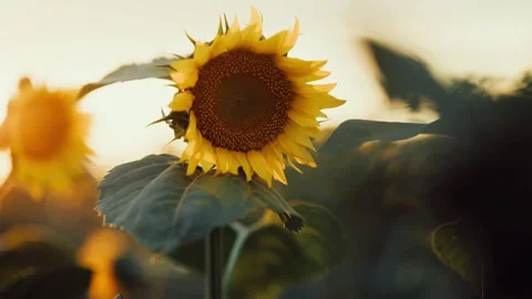 Sunflower field at sunset with bees and warm light Stock Footage 341863393