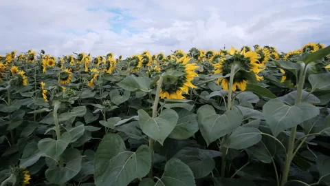 Sunflower field at a sunset dramatic sky. Video stock 158090361