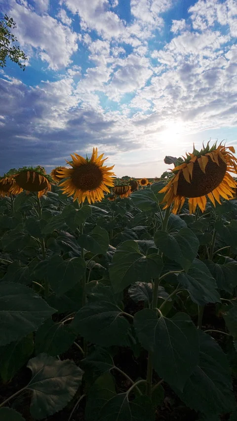Sunflower field at sunset with dramatic sky Stock Footage 314434828