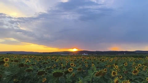 Sunflower field at sunset with dramatic sky and golden light Stock Footage 341356468