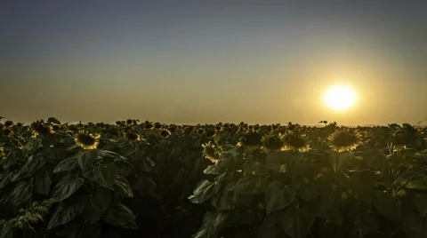 Sunflower field at sunset Video stock 52539595