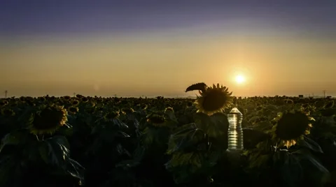 Sunflower field at sunset Stock-Footage 52565196
