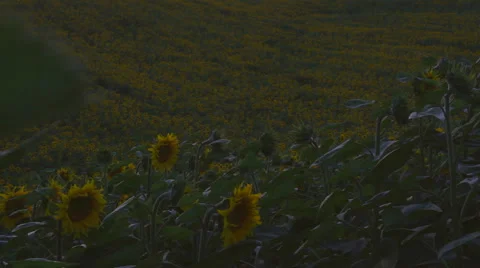 Sunflower Field on the sunset Video stock 55801261
