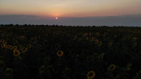 Sunflower Field At Sunset Stock Footage 95677317