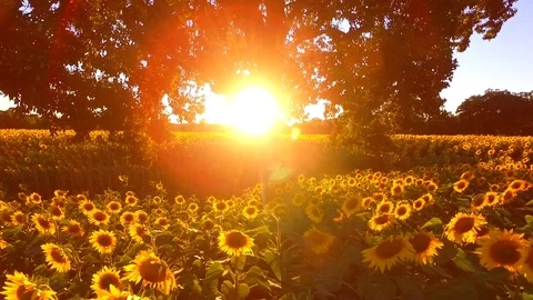 Sunflower field sunset Stock Footage