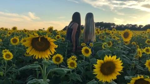 Sunflower Field at Sunset Stock Footage 124937860