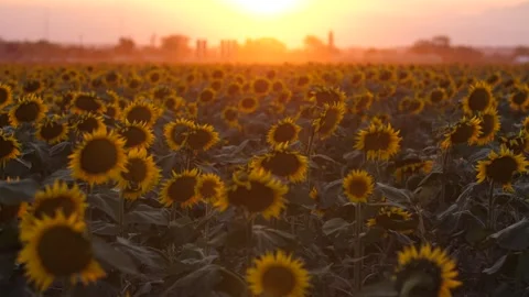 Sunflower Field at Sunset 스톡 동영상 199159060