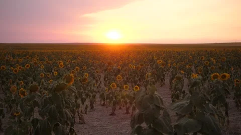 Sunflower Field at Sunset 스톡 동영상 199159451