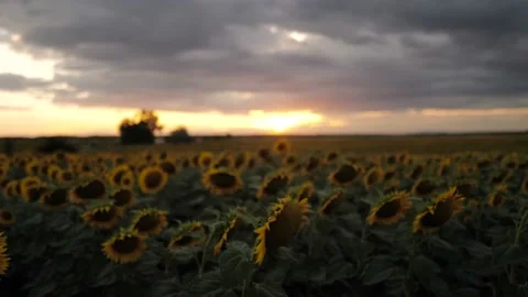 Sunflower Field in Sunset Stock-Footage 201274445