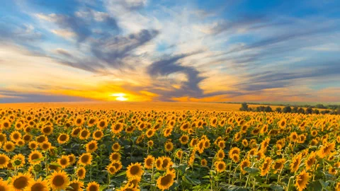 Sunflower field at the sunset Stock Footage 242505596