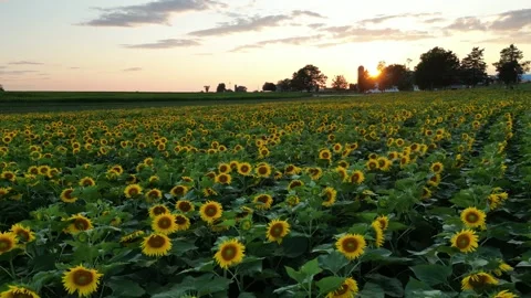Sunflower Field At Sunset Stock Footage 252242205