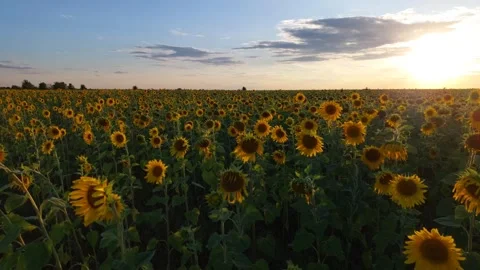 Sunflower field at sunset in Kazakhstan. Stock Footage 281001631