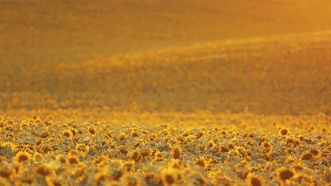 Sunflower field sunset perspective 動画素材 96041972