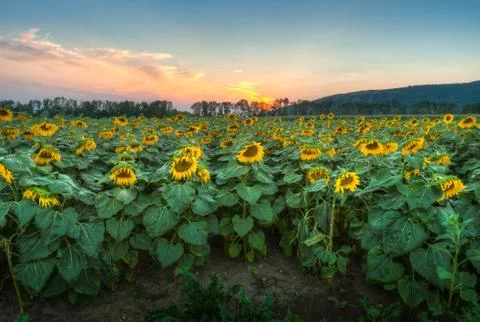 Sunflower field at sunset Foto stock