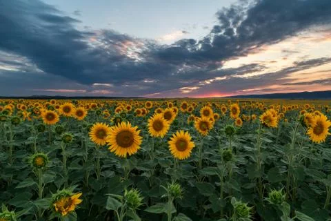 Sunflower field at sunset Stock-Fotos