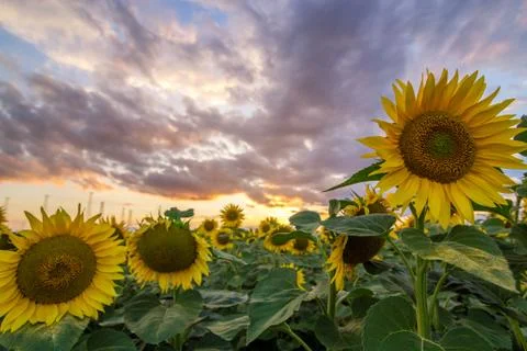 Sunflower field at sunset Stock Photos