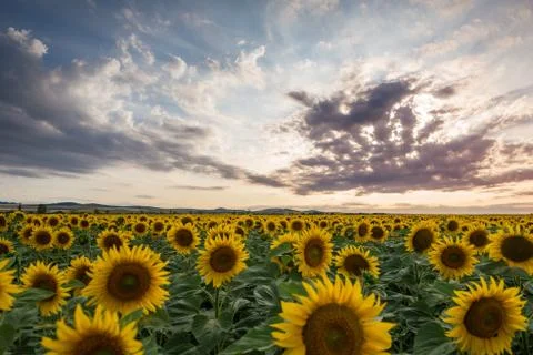 Sunflower field at sunset Stock Photos
