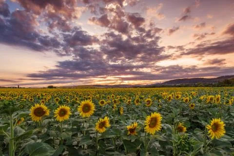 Sunflower field at sunset Stock Photos