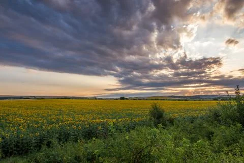 Sunflower field at sunset Stock Photos