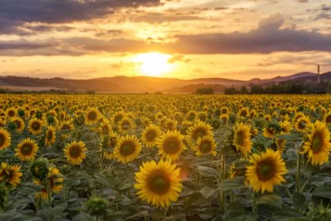 Sunflower field at sunset Stock Photos