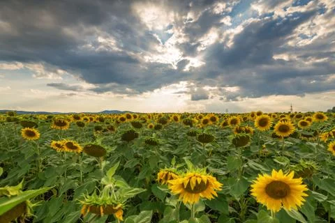 Sunflower field at sunset. Stock Photos