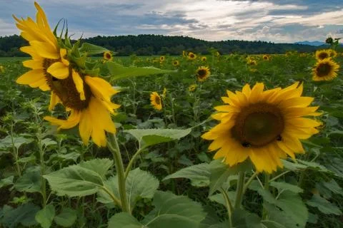 Sunflower Field at Sunset Stock-Fotos