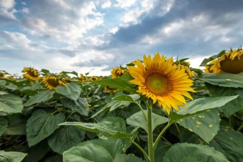 Sunflower field at sunset. Stock Photos