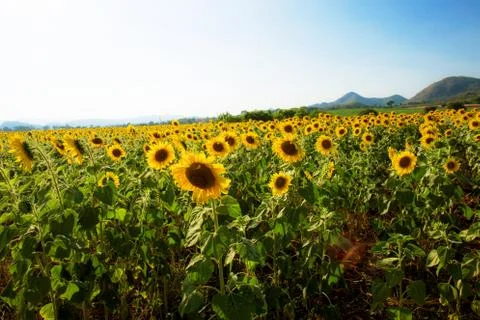 Sunflower in field at sunset. Stock Photos