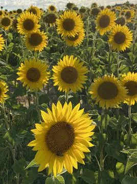 Sunflower field at sunset Foto stock